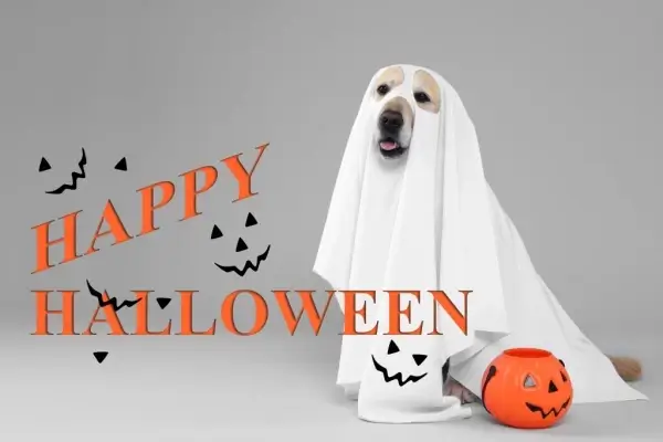 Happy Halloween from Dynasty Financial Consulting, Inc.